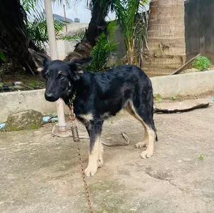 1-3 months Male Purebred German Shepherd