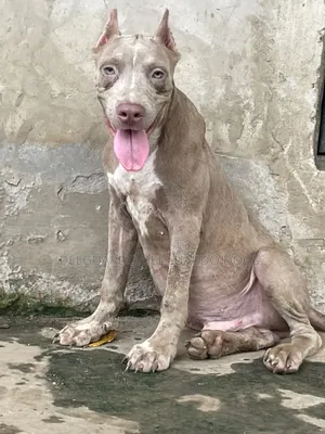 1-3 months Male Purebred American Bully
