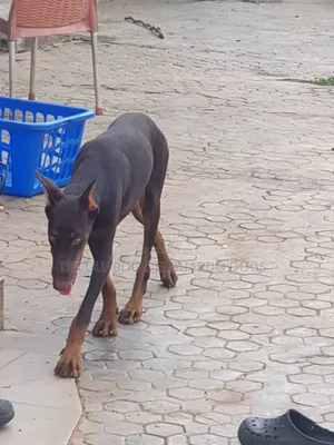 6-12 months Male Purebred Doberman Pinscher