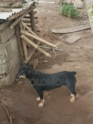 1+ year Female Purebred Rottweiler