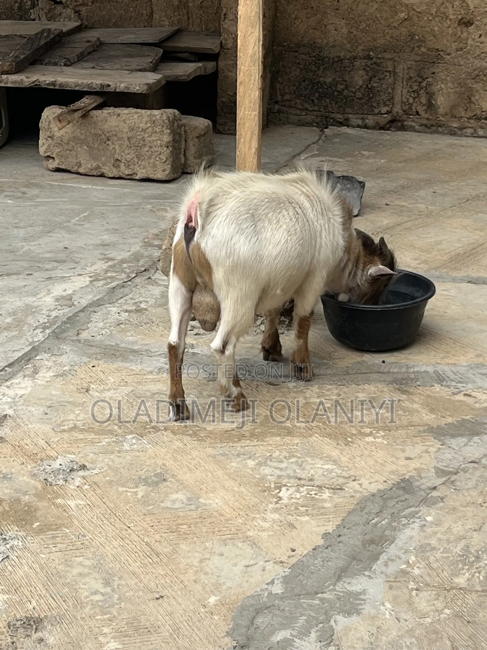 Very Healthy Goat