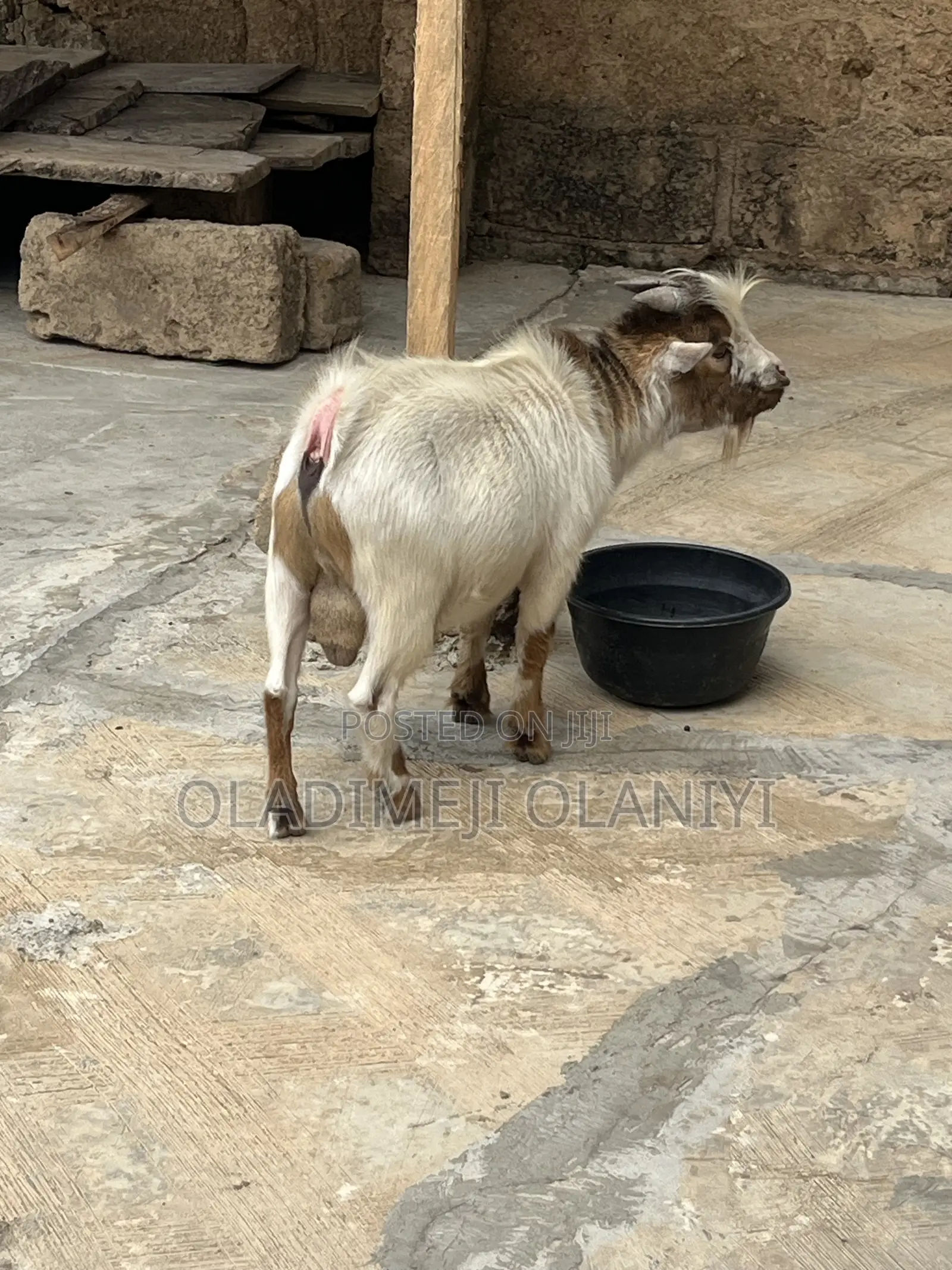 Very Healthy Goat