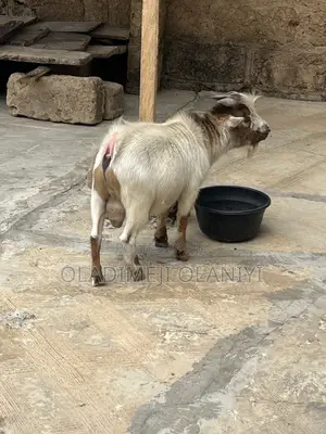 Very Healthy Goat