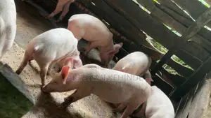 Purebred Landrace and Largewhite Piglets