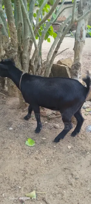 3 Black Female Goat