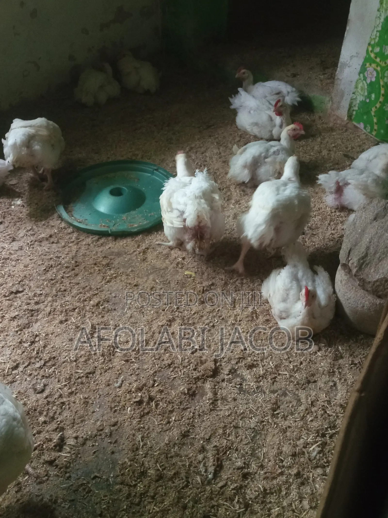Broiler Chicken,