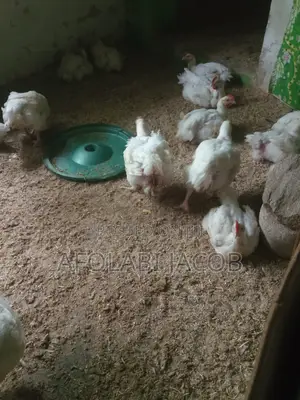 Broiler Chicken,