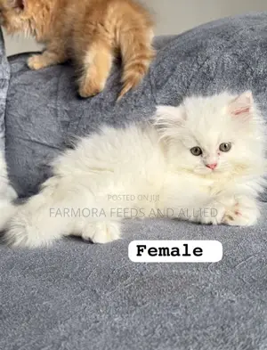 1-3 months Female Purebred Persian