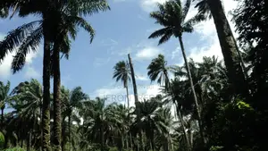 48 - Acre Palm Oil Plantation for Sale – Edo State