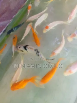 Aquarium Fishes and Fish Bowl