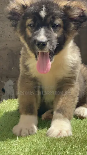 1-3 months Male Purebred Caucasian Shepherd