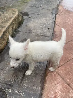 3-6 months Male Purebred American Eskimo