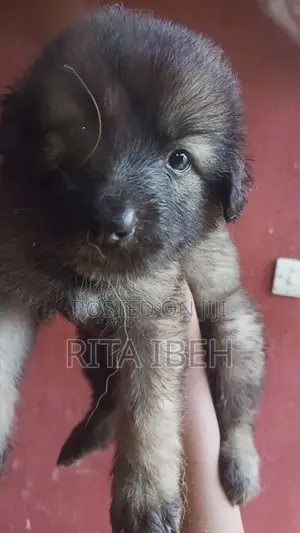 1-3 months Female Purebred German Shepherd