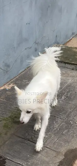 1+ year Male Purebred American Eskimo