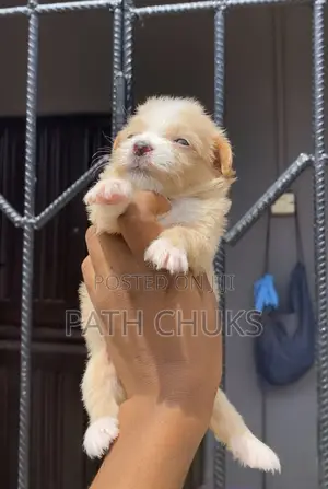1-3 months Female Purebred Lhasa Apso