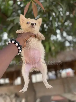 1-3 months Female Purebred American Eskimo