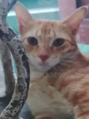 1+ year Male Mixed Breed Cat