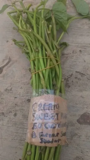 Cream Colour Sweet Potatoes Vines