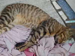 3-6 months Female Mixed Breed Tabby