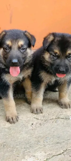 1-3 months Male Purebred German Shepherd