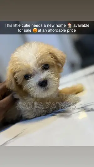 1-3 months Male Purebred Lhasa Apso