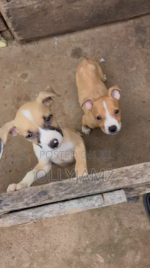 1-3 months Male Purebred American Pit Bull Terrier