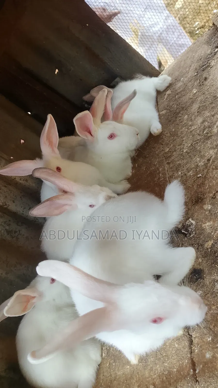 Rabbits Available
