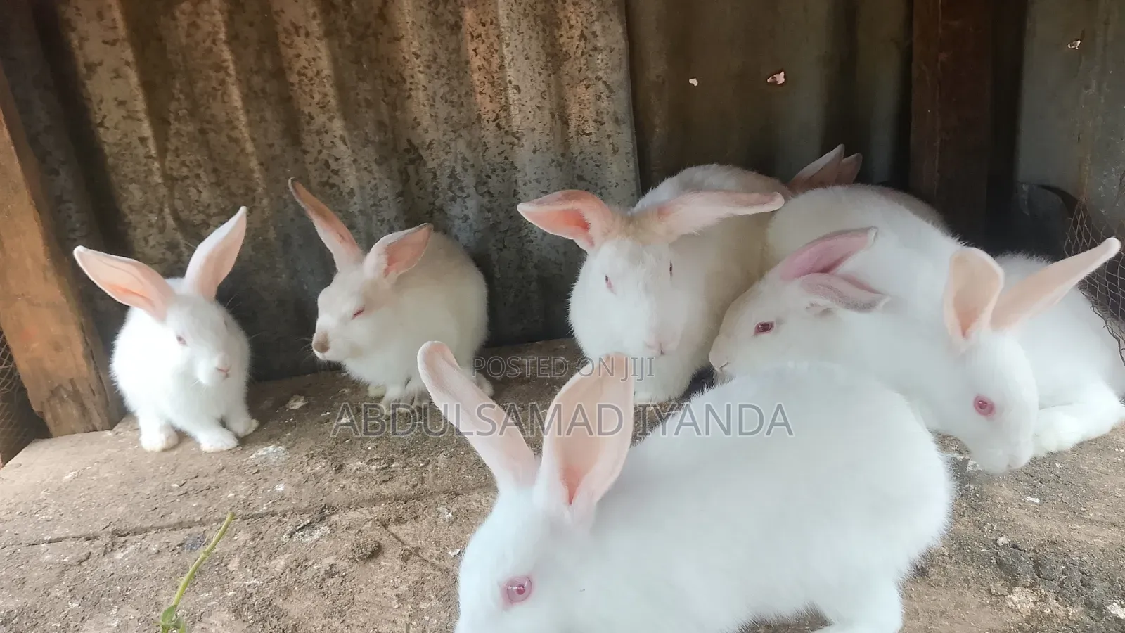 Rabbits Available