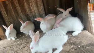 Rabbits Available