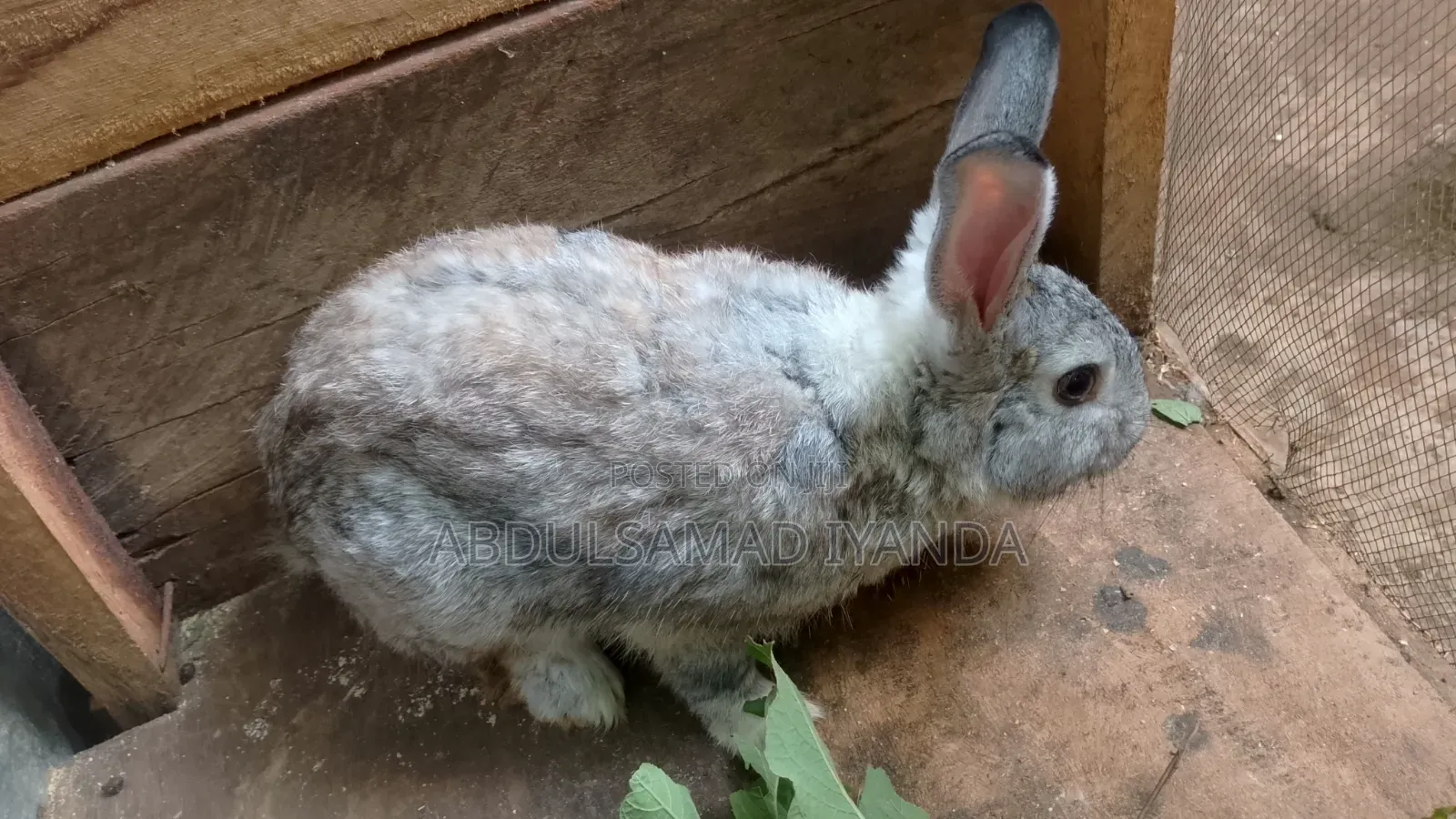 Rabbits Available
