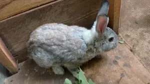 Rabbits Available