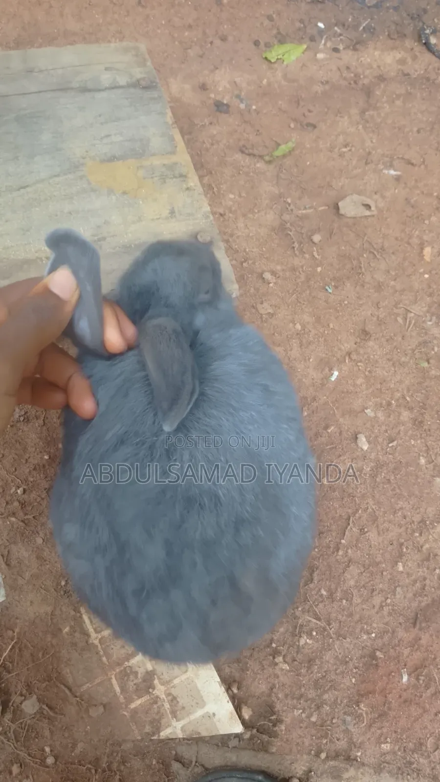 Rabbits Available