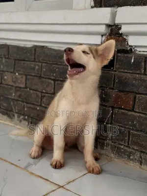 1-3 months Male Purebred Siberian Husky