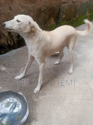 1+ year Male Purebred Dog