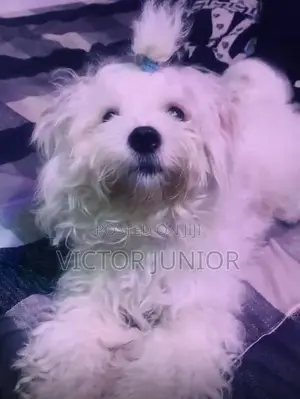 Lhasa Apso Stud Ready for Mating