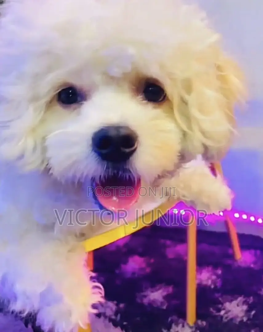 Lhasa Apso Stud Ready for Mating