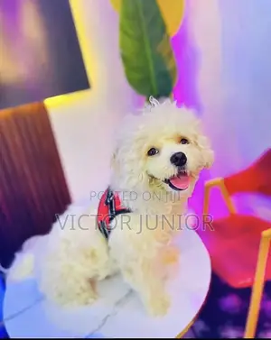 Lhasa Apso Stud Ready for Mating