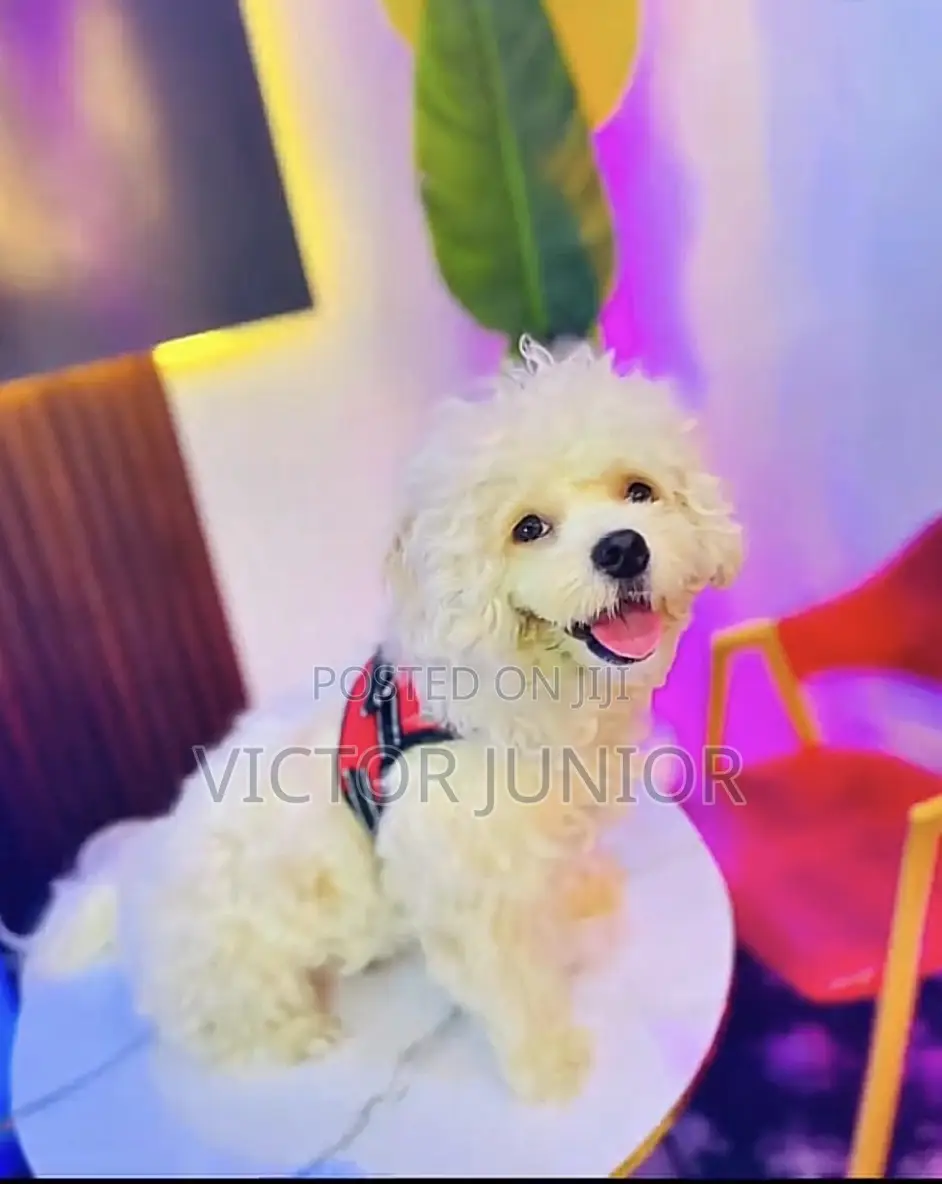 Lhasa Apso Stud Ready for Mating