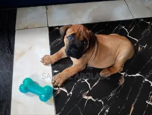 1-3 months Female Purebred Boerboel