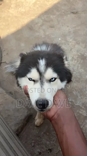 1+ year Female Purebred Siberian Husky