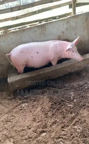 Two Months Plus Pregnant Tn Pig