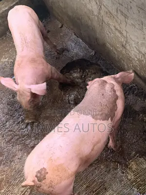 Grower Pig