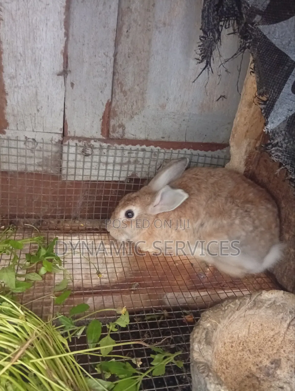 Chilchilla