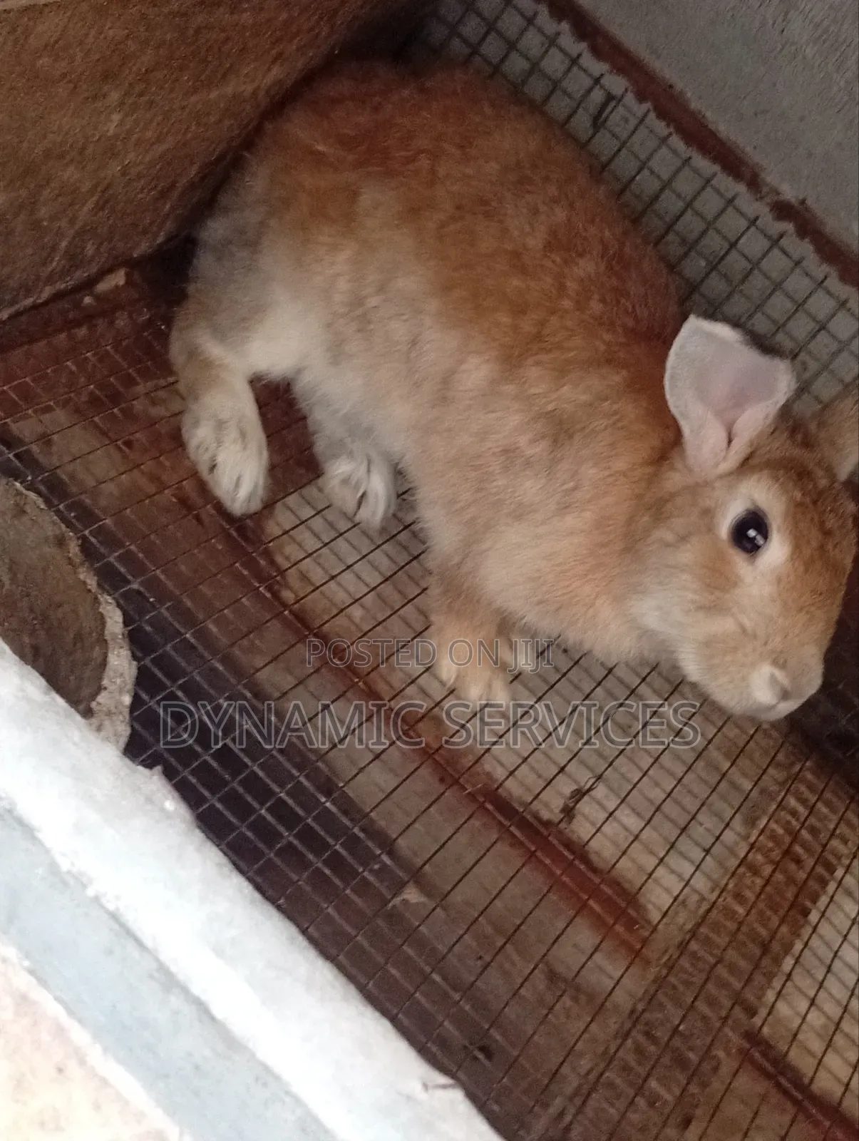 Chilchilla