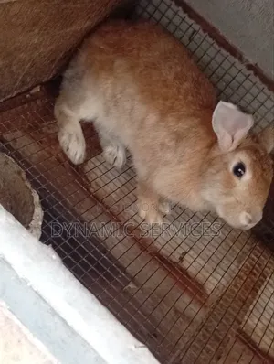 Chilchilla