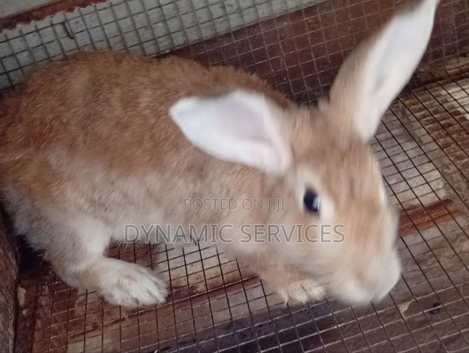 Chilchilla