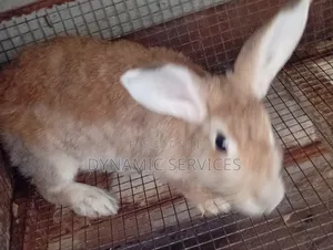 Chilchilla
