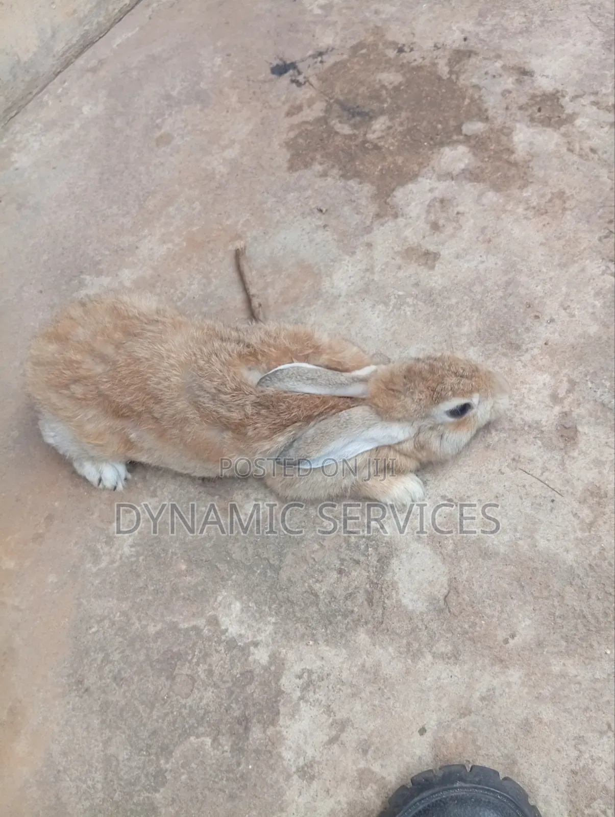 Chilchilla
