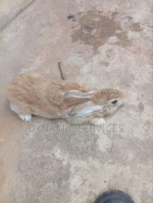 Chilchilla