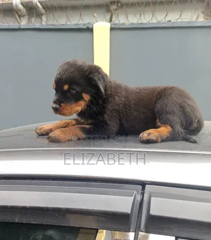1-3 months Male Purebred Rottweiler